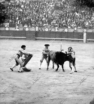 Andrés del Campo "Dominguín" al ser cogido por el cuarto Toro