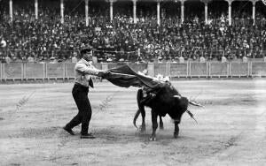 El aficionado José María palomar Pasando de muleta A uno de los Becerros