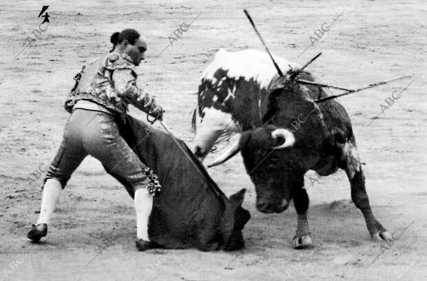 Gallito en un pase Ayudado - fecha Aproximada