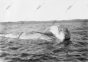 Aspecto que Ofrecía al flotar sobre las Aguas la ballena recientemente Cogida...