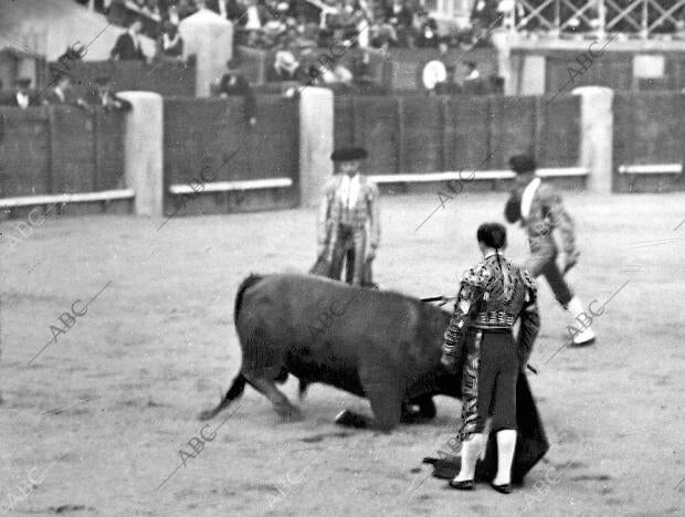 Ostioncito Viendo doblar A uno de sus Toros