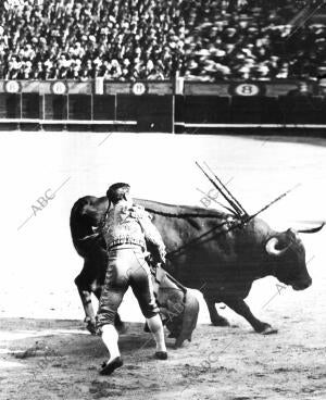 Vicente pastor Pasando de muleta al Toro que le Cogió