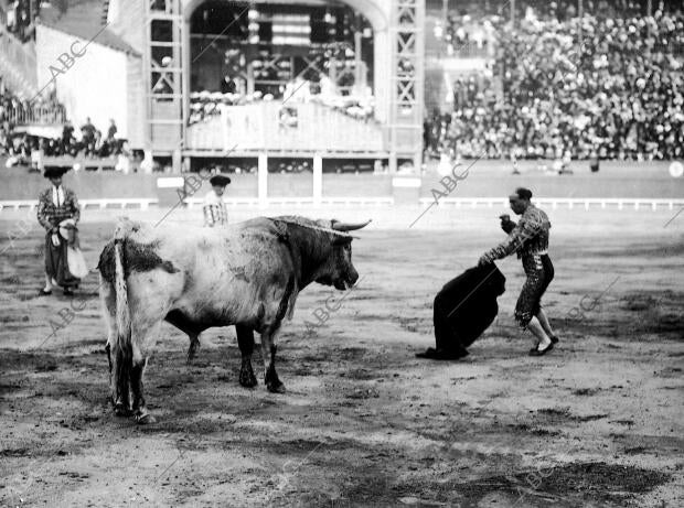 Gallo Entrando A matar A su primer Toro