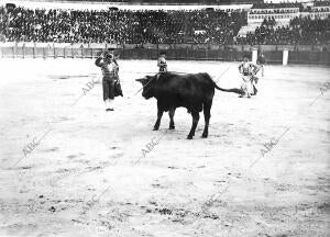 Larita, Viendo caer A su primer Toro, por cuya muerte se le Concedió la Oreja