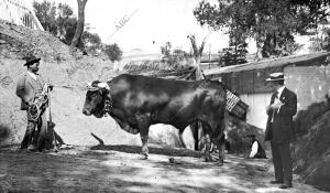 "Navegante", Toro de tiro andaluz de seis Años