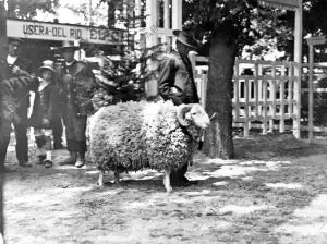 "Kaiser", morueco Andaluz, de lana Antrefina y treinta y dos Meses