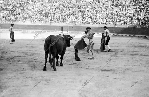 Belmonte entrando a matar al toro que le hirió en la cara