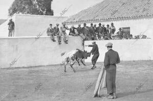 Rafael Guerra (Guerrita), Simulando la suerte de matar con un Palo, que Dejó...