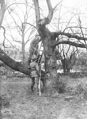 Árbol Utilizado como puesto de observación en las Avanzadas