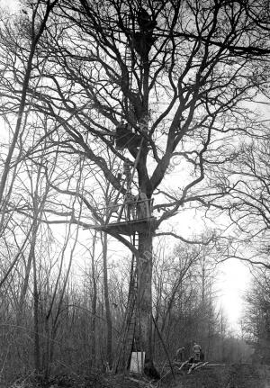 Un puesto de observación de los Franceses entre las Ramas de un árbol