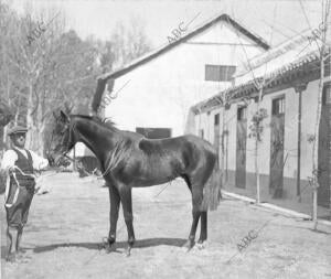 "Fag", del Conde de la cimera