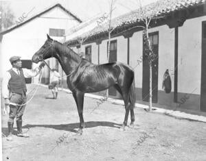 "Venteveo", del Conde de la cimera