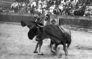 El diestro Sánchez Mejías dando un pase ayudado al toro que le cogió y que le...