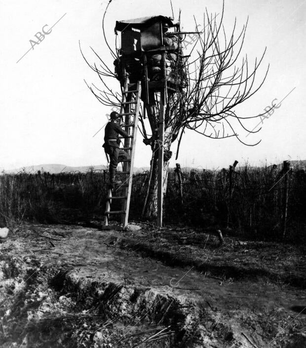 Un puesto de observación Instalado en un árbol en la llanura de la Voiusa -...