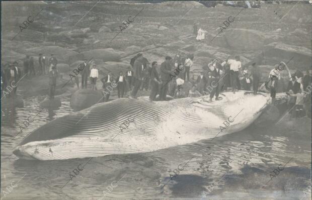 En la playa, ballena de 19 metros de longitud que ha sido cogida viva por los...