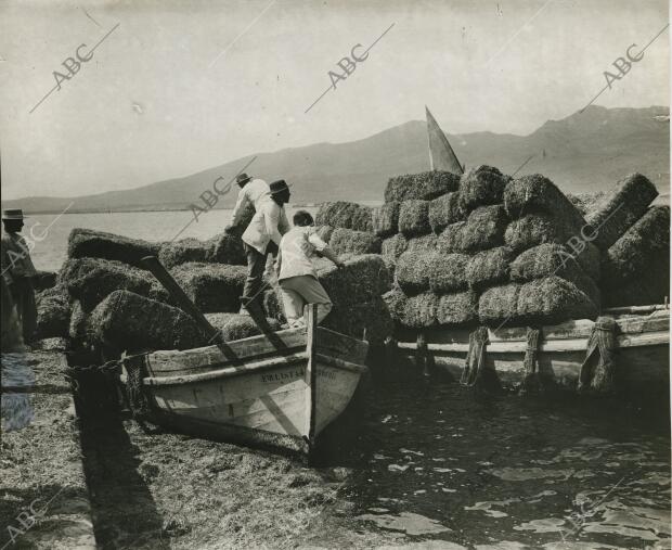 Desembarco de piensos