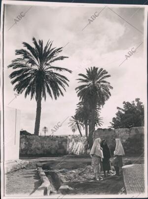 Las Típicas Escenas de gran Canaria, Palmeras y mantilla canaria