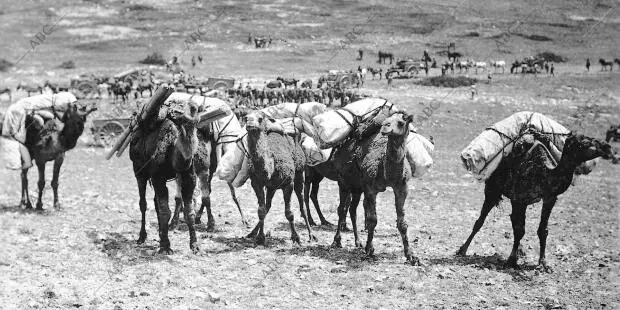 Convoy de Camellos Transportando las Tiendas para los Nuevos Campamentos que se...