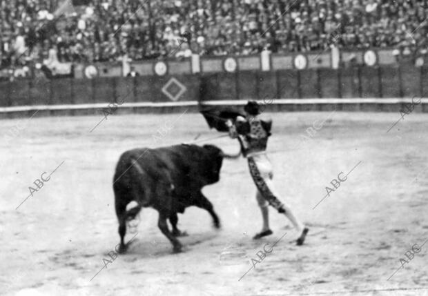 El diestro la rosa en la lidia de su Toro