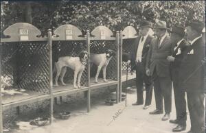 Un aspecto de la Xii exposición internacional canina de Campeonato, Inaugurada...