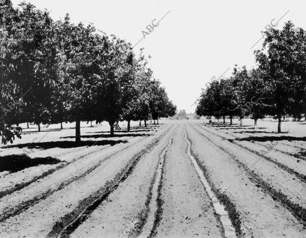 La agricultura en los Estados Unidos. Como se Riegan los Nogales