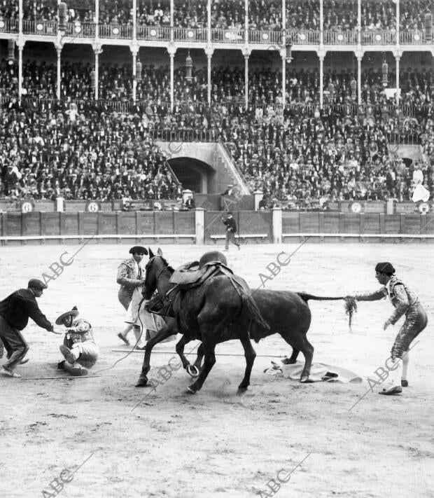 El matador de Novillos Andrés Mérida, Coleando A un Toro durante una Caída al...