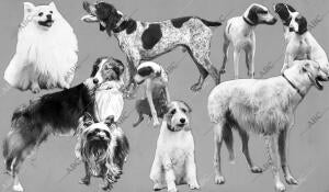 Algunos de los mas Notables Ejemplares que Figuran en la exposición canina...