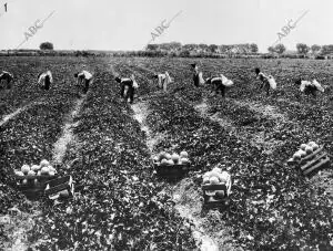 La agricultura en los Estados Unidos :cosecha de Melones en el valle imperial...