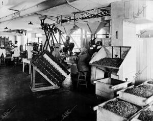 La agricultura en Estados Unidos - envasado Enlatas de Nueces sin Cascara