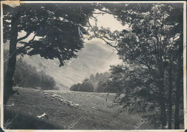 Una pradera con Ovejas