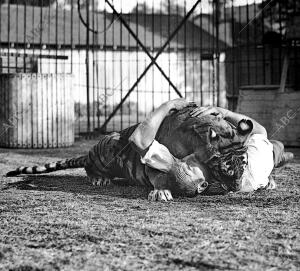 La doma de un tigre por el domador Carrosella, que se abraza a una de sus...