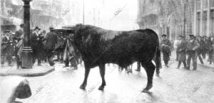 Aparece el torero Diego Mazquiarán Fortuna y ayudándose de un abrigo domina al...