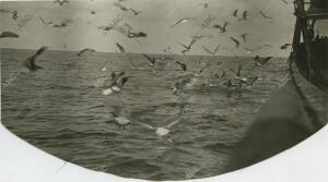 En la imagen, las gaviotas sacian su apetito con los despojos que se arrojan al...