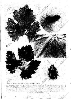 ABC MADRID 03-08-1929 página 12