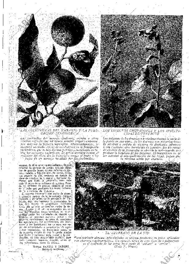 ABC MADRID 03-08-1929 página 13