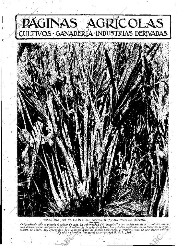 ABC MADRID 14-12-1929 página 9