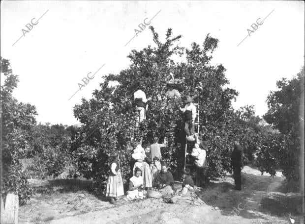 En la huerta Valenciana. Cortando el fruto del árbol