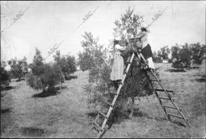 Mujeres Recogiendo Aceitunas mediante la técnica Del "Ordeño"