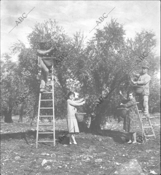 Con el capacho Colgando, se Van Descargando los Árboles de su Fruto