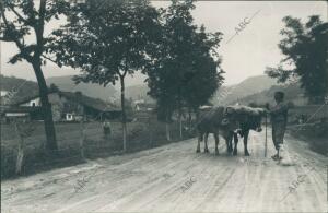 Campesino con sus Vacas, en el camino de Azpeitia, en Zarauz