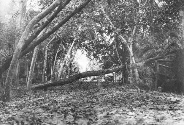 Aspecto que Ofrecía uno de los Paseos del parque de María Luisa donde el...