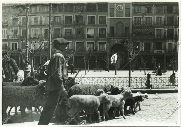 Un pastor y su rebaño atravesando la plaza de Zocodover en los años 30