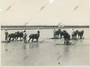 Preparación de las tierras inundadas para la plantación del arroz