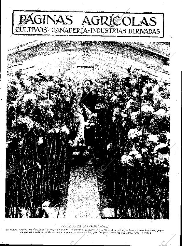 ABC SEVILLA 25-02-1933 página 11