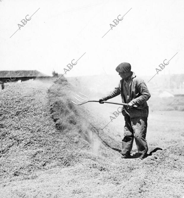 Un Campestino Trabaja en una era castellana en el año 1933