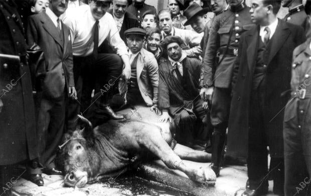 El Toro muerto este mediodía en la gran vía por un chofer de los guardia de...