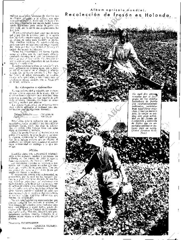 ABC SEVILLA 14-07-1934 página 13