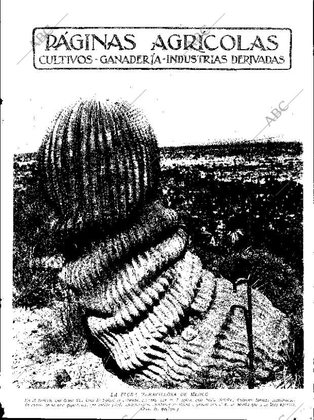 ABC SEVILLA 24-11-1934 página 11