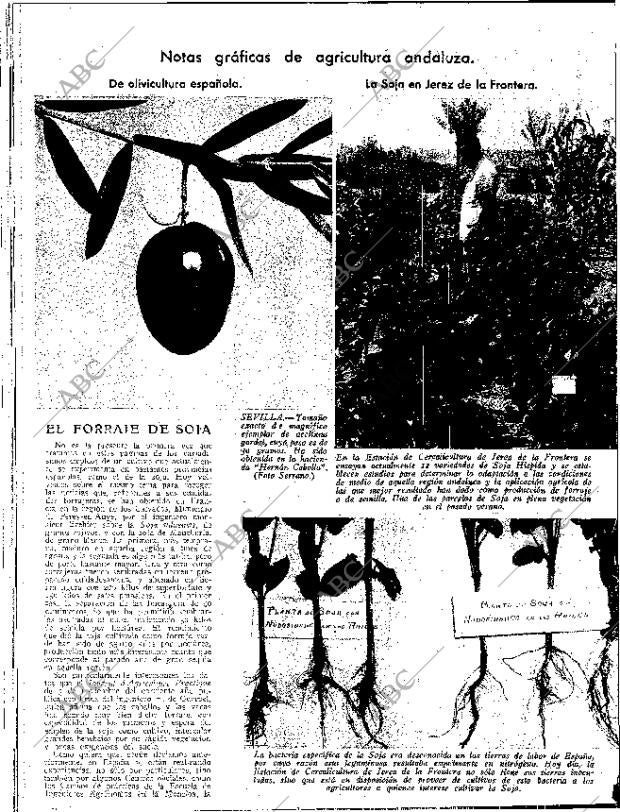 ABC SEVILLA 24-11-1934 página 12