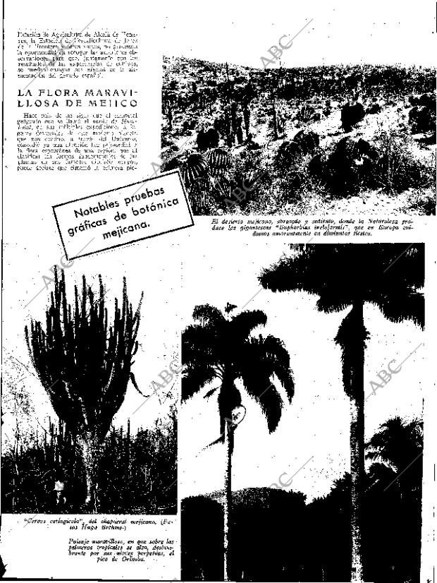 ABC SEVILLA 24-11-1934 página 13